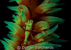 Zanzibar Shrimp on Whip Coral.Cropped. by Dorian Borcherds 